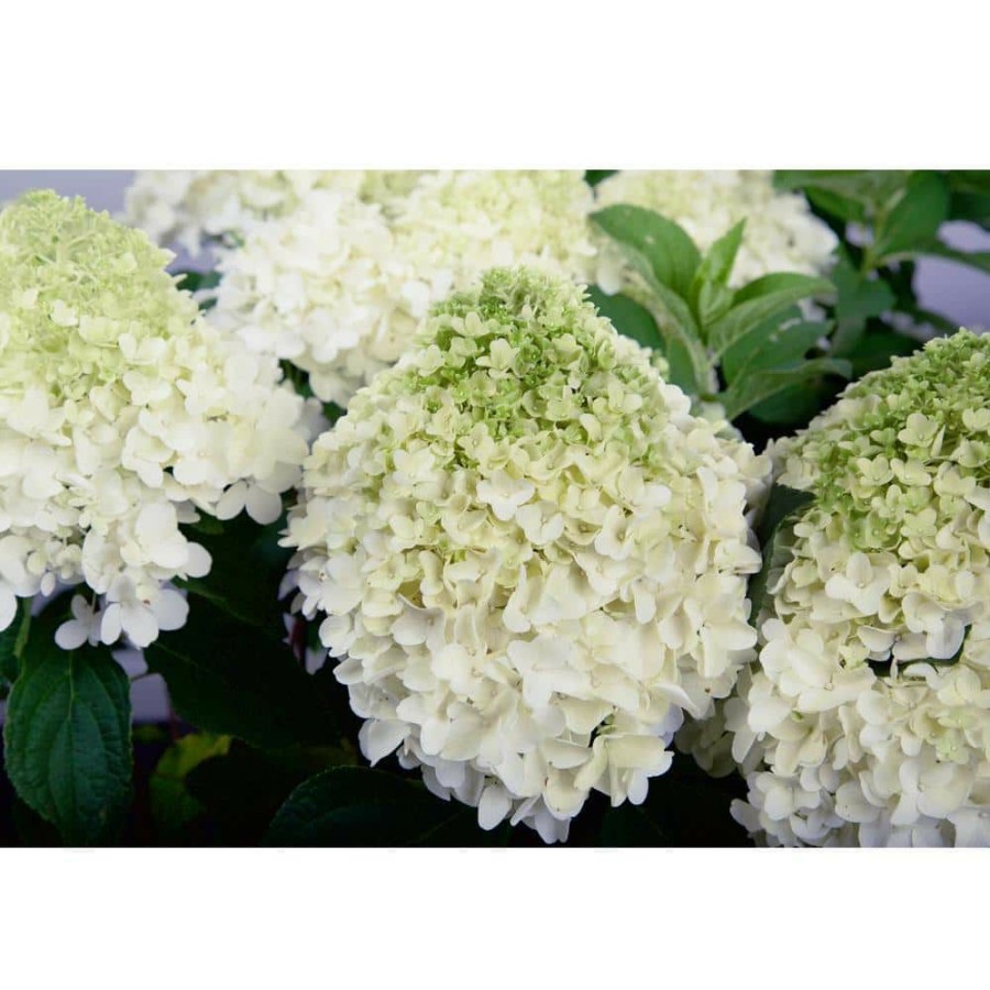 Outdoor Plants * | Wholesale 2 Gal. White Wedding Hydrangea Shrub With Pillow-Like White Blooms By Southern Living