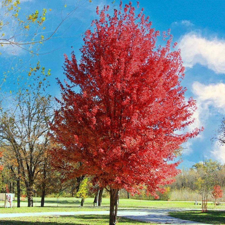 Outdoor Plants * | Buy 1 Gal. Autumn Blaze Deciduous Maple Tree By Unbranded