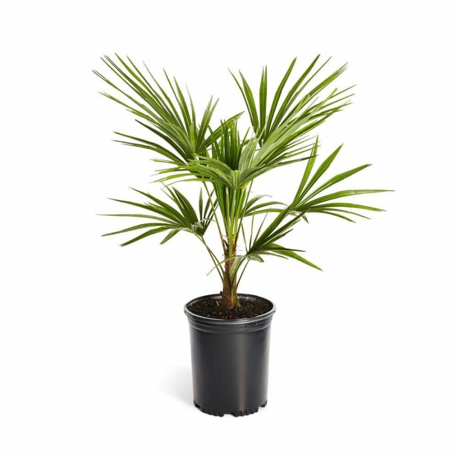 Outdoor Plants * | Best Sale 3 Gal. Windmill Palm Tree In Pot By Brighter Blooms