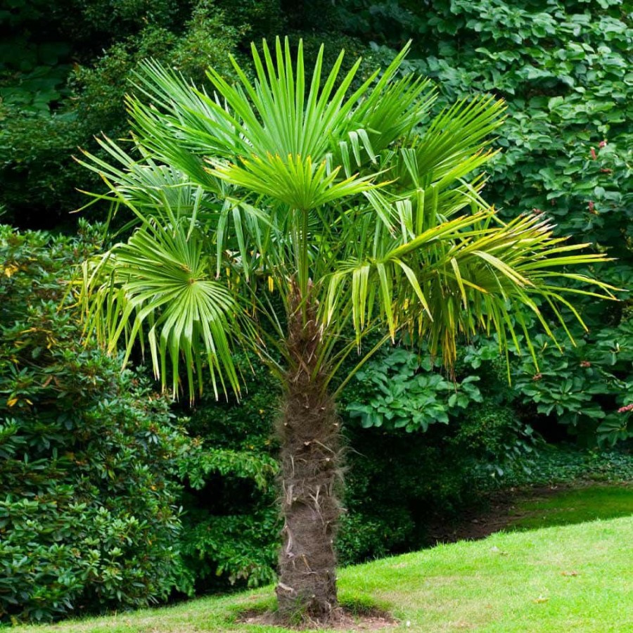 Outdoor Plants * | Best Sale 3 Gal. Windmill Palm Tree In Pot By Brighter Blooms