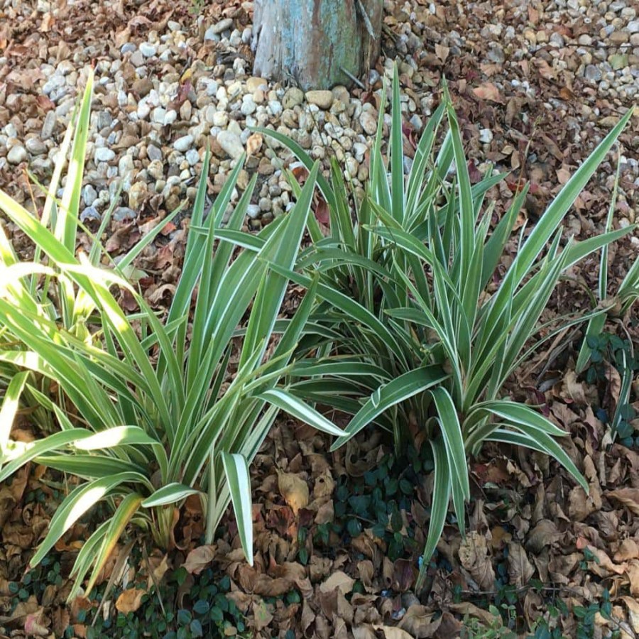 Outdoor Plants * | New 1 Gal. Dianella Flax Lily Plant By Unbranded