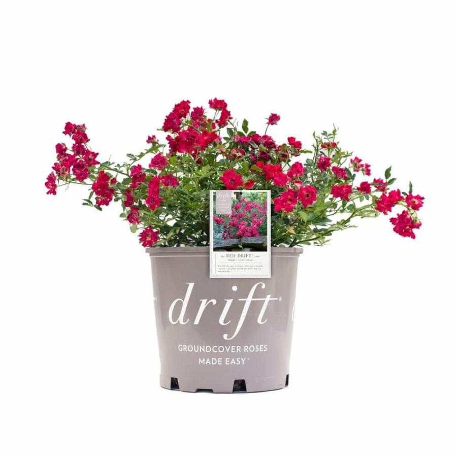 Outdoor Plants * | Cheapest 1 Gal. The Red Drift Rose Bush With Red Flowers