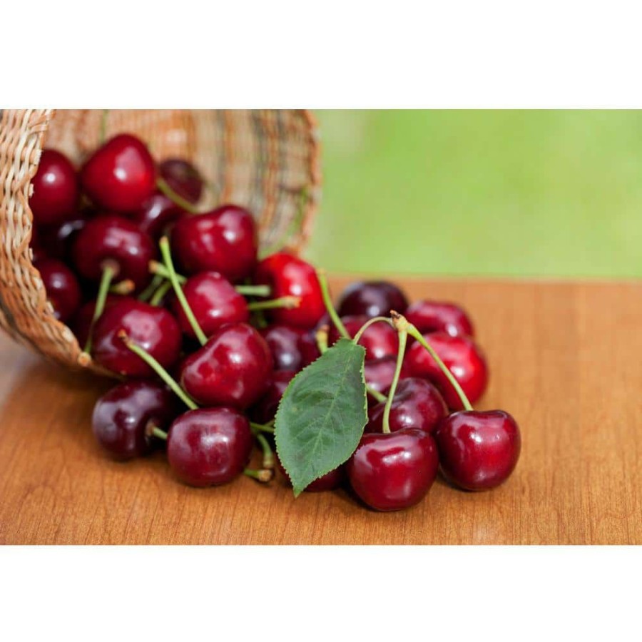 Outdoor Plants * | Cheapest 3 Ft. Lapins Cherry Semi Dwarf Tree With Abundant Self Pollinating Fruit By Online Orchards