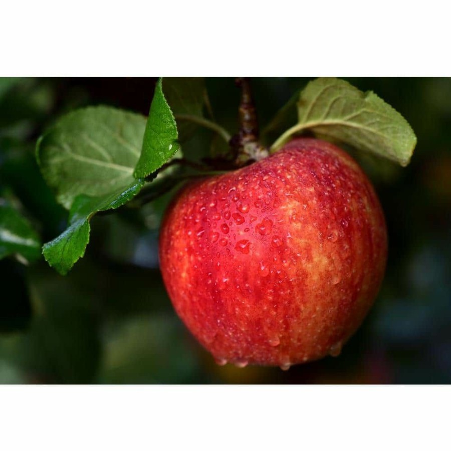 Outdoor Plants * | Best Deal Cold Hardy Autumn-Ripening Incredibly Sweet Apples Prairie Spy Apple Tree (Bare-Root, 3 Ft. To 4 Ft. Tall 2-Years Old) By Online Orchards