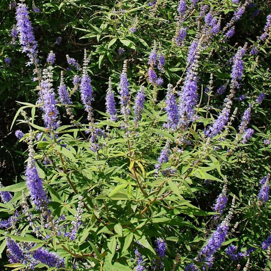 Outdoor Plants * | Cheapest Shoal Creek Vitex By Unbranded