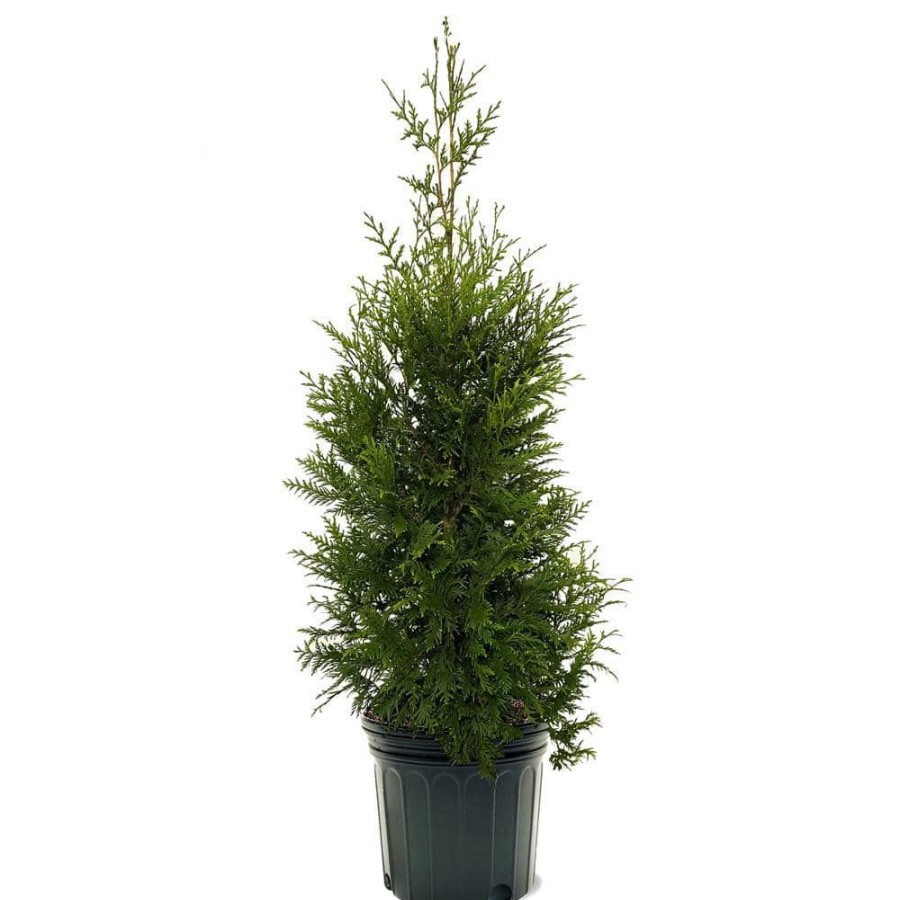 Outdoor Plants * | Flash Sale 7 Gal. Thuja Green Giant Evergreen Arborvitae Privacy Tree By Unbranded