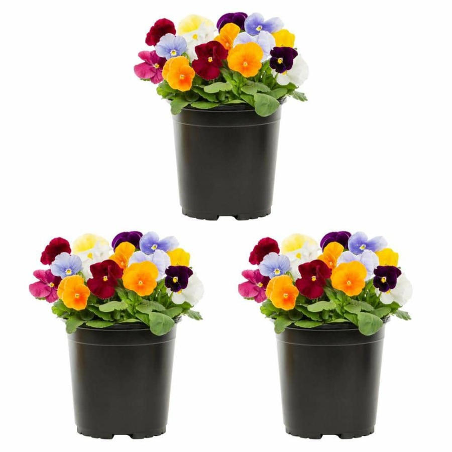 Outdoor Plants * | Cheapest 2.5 Qt. Pansy Multi-Color Clear Mix Annual Plant (3-Pack) By Metrolina Greenhouses