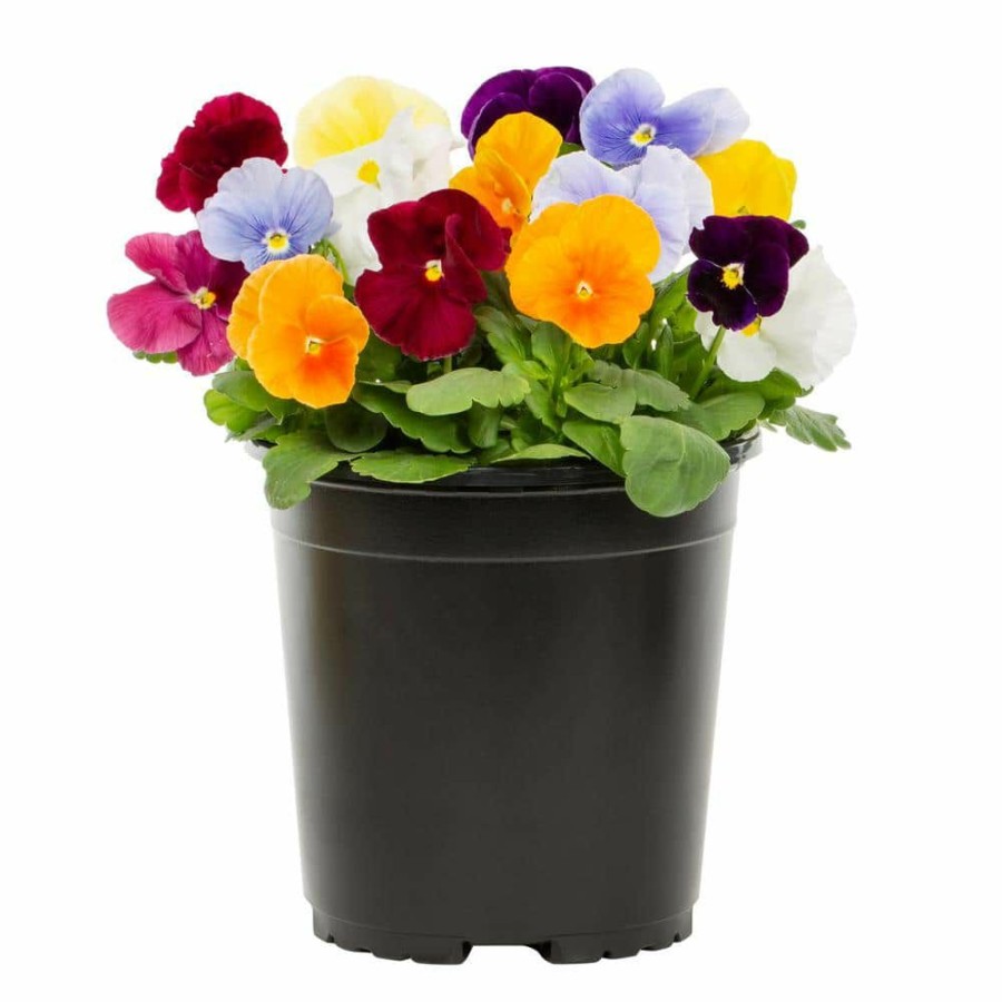 Outdoor Plants * | Cheapest 2.5 Qt. Pansy Multi-Color Clear Mix Annual Plant (3-Pack) By Metrolina Greenhouses