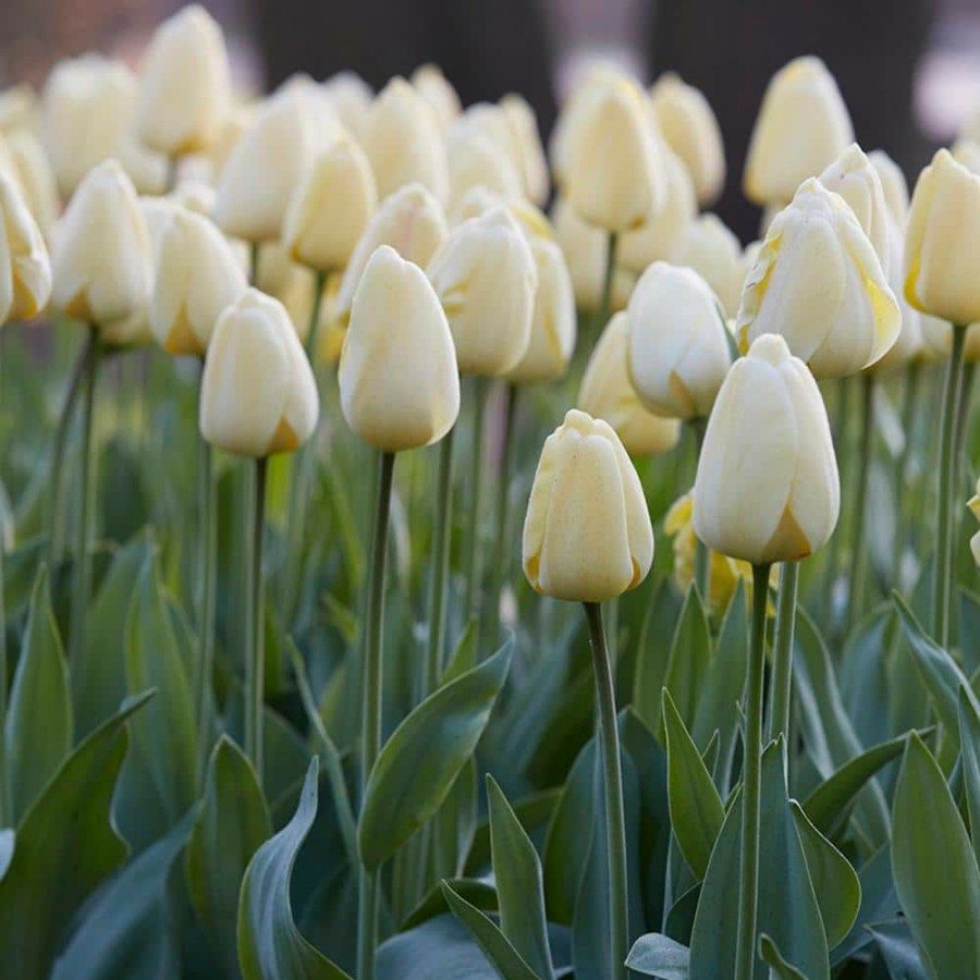 Outdoor Plants * | Best Deal Tulips Bulbs Ivory Floradale (Set Of 12) By Van Zyverden