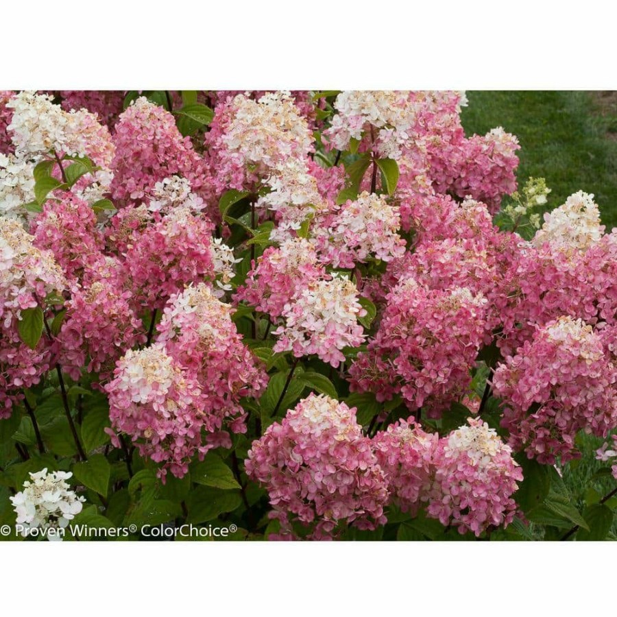 Outdoor Plants * | Top 10 1 Gal. Fire Light Hardy Hydrangea (Paniculata) Live Shrub, White To Pink And Red Flowers By Proven Winners