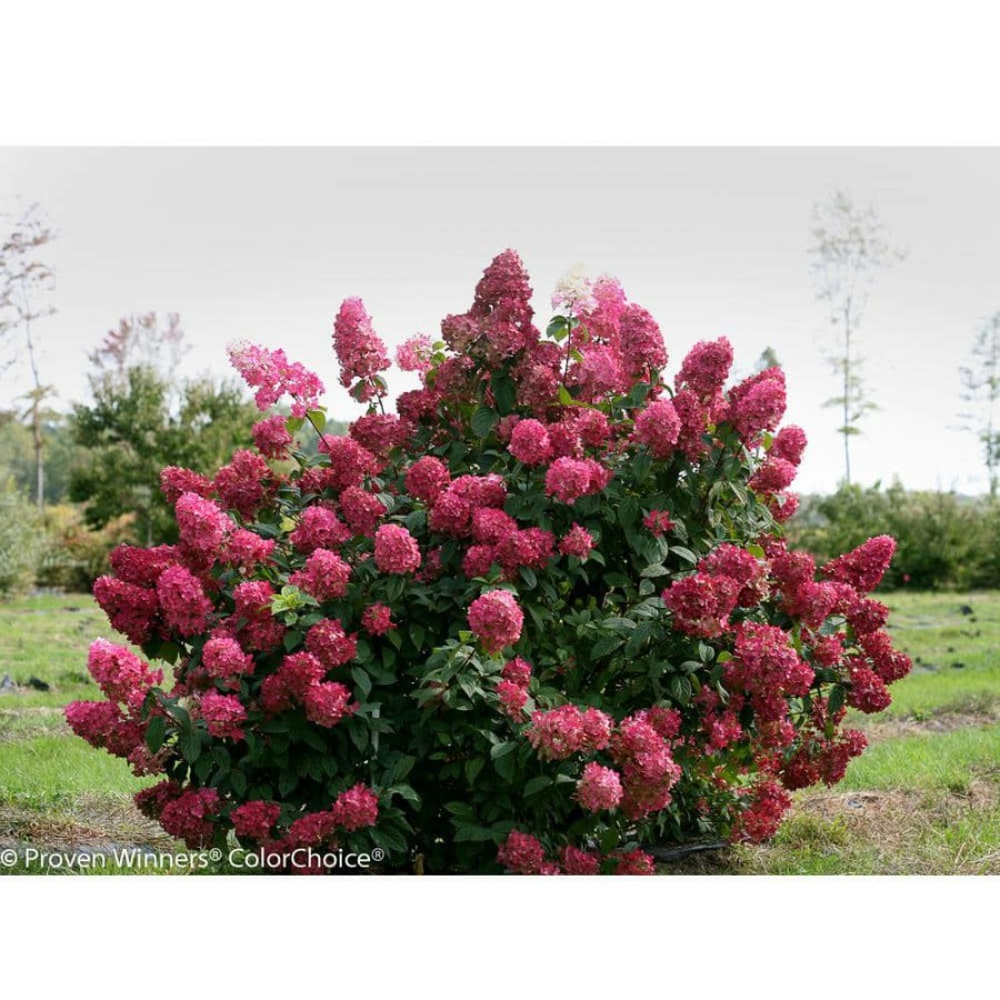 Outdoor Plants * | Top 10 1 Gal. Fire Light Hardy Hydrangea (Paniculata) Live Shrub, White To Pink And Red Flowers By Proven Winners