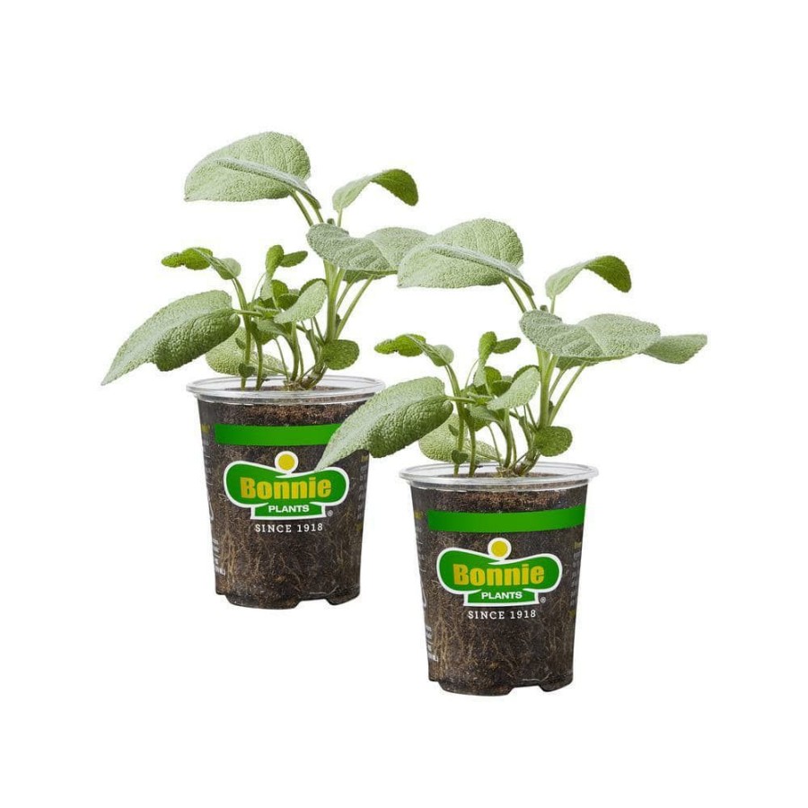 Outdoor Plants * | Wholesale 19 Oz. Garden Sage Herb Plant (2-Pack) By Bonnie Plants