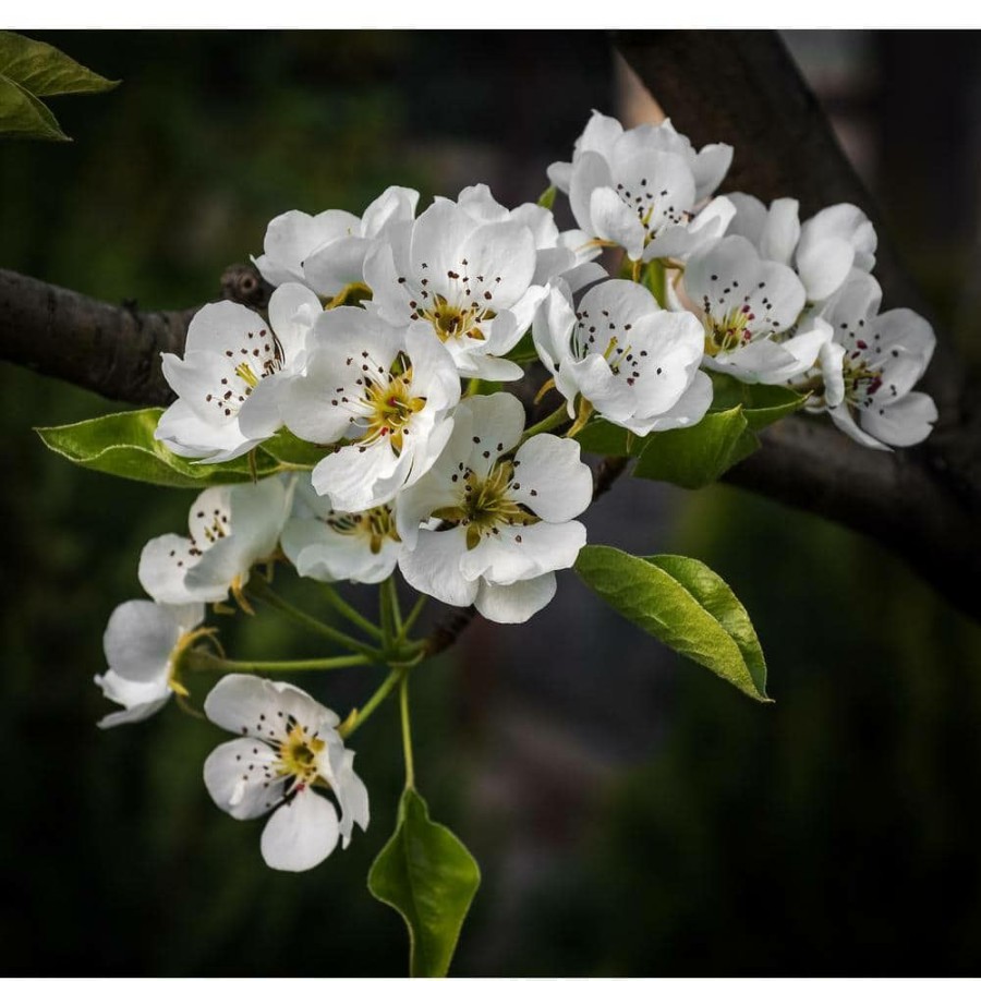 Outdoor Plants * | Top 10 Cleveland Select Flowering Pear Tree Bare Root By Online Orchards