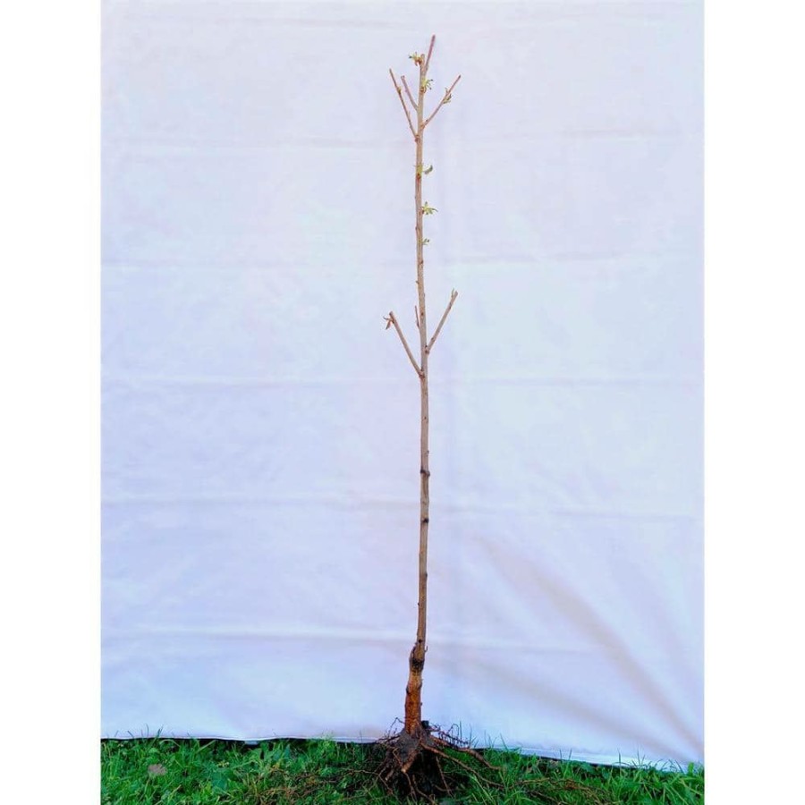 Outdoor Plants * | Top 10 Cleveland Select Flowering Pear Tree Bare Root By Online Orchards