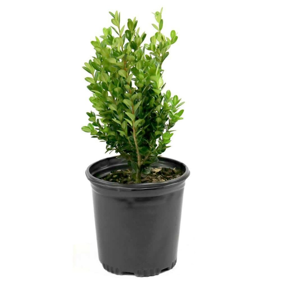 Outdoor Plants * | New 2.5 Qt. Boxwood Wintergreen Shrub By National Plant Network