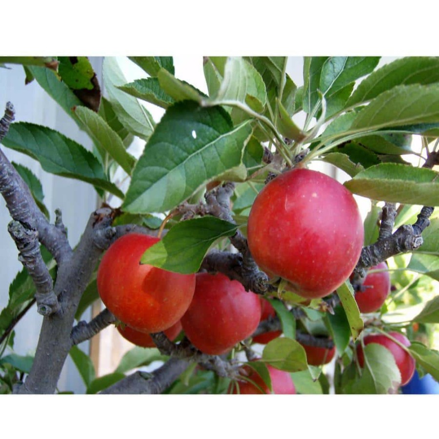 Outdoor Plants * | Promo Dwarf Fuji Apple Tree Bare Root By Online Orchards