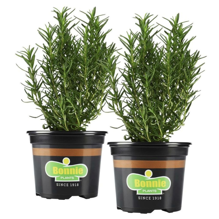 Outdoor Plants * | Deals 25 Oz. Rosemary Herb Plant (2-Pack) By Bonnie Plants