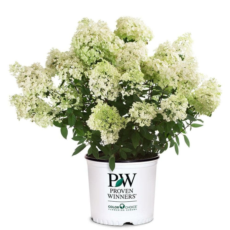 Outdoor Plants * | New 2 Gal. Bobo Hydrangea Shrub With White To Pink Flowers By Proven Winners