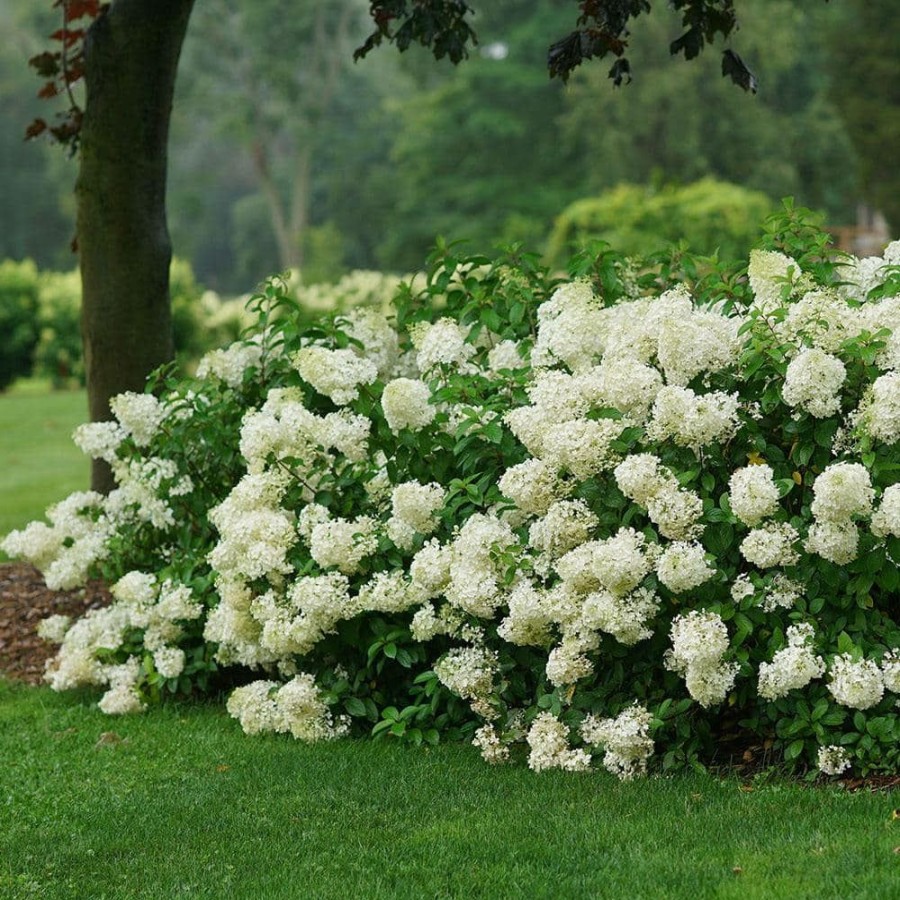 Outdoor Plants * | New 2 Gal. Bobo Hydrangea Shrub With White To Pink Flowers By Proven Winners