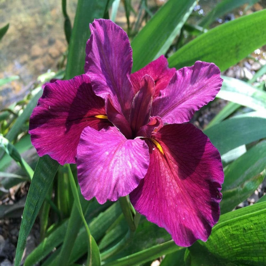 Outdoor Plants * | Deals Givhandys 4 In. Potted Red Iris Velvet Elvis Louisiana Bog/Marginal Aquatic Pond Plant By Unbranded