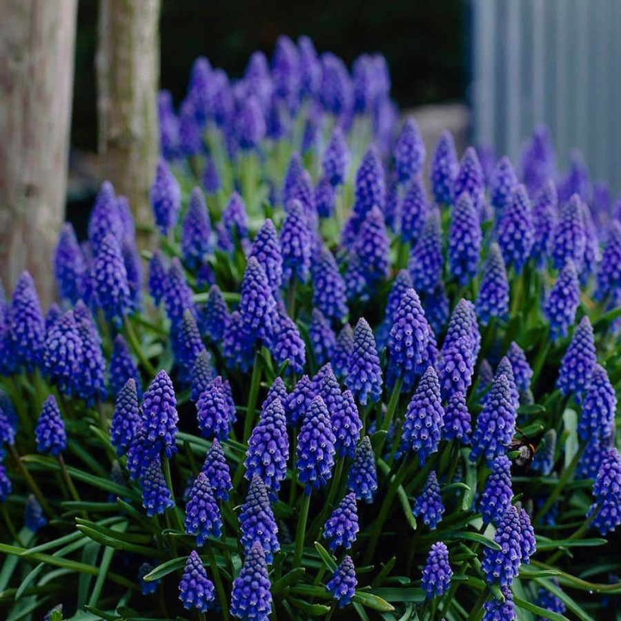 Outdoor Plants * | Best Sale Grape Hyacinths (Set Of 100) By Van Zyverden