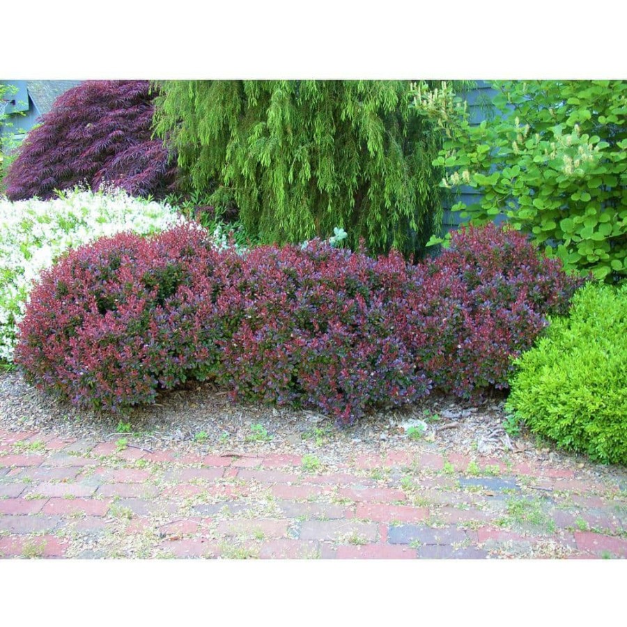 Outdoor Plants * | Best Sale 1 Gal. Crimson Pygmy Dwarf Japanese Barberry Shrub Rich Purple Foliage, Compact Growth, Beautiful Red Berries By Online Orchards