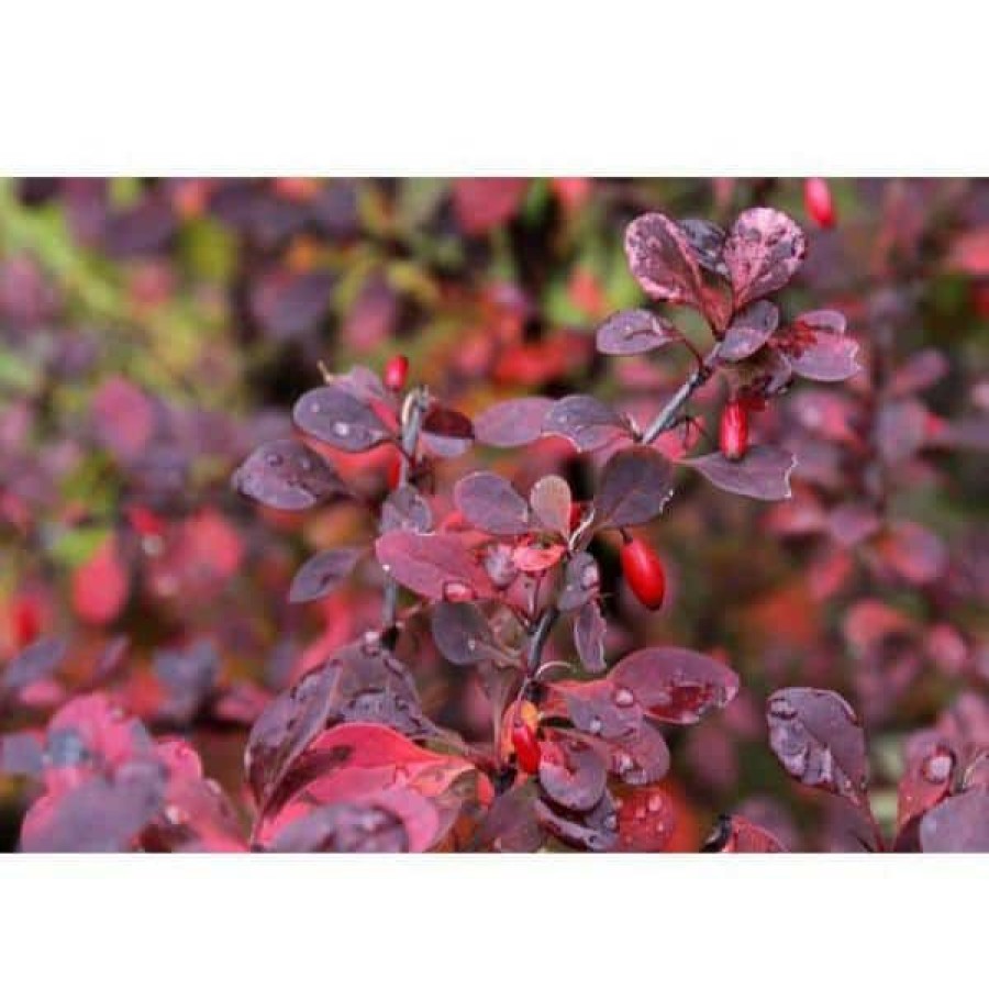 Outdoor Plants * | Best Sale 1 Gal. Crimson Pygmy Dwarf Japanese Barberry Shrub Rich Purple Foliage, Compact Growth, Beautiful Red Berries By Online Orchards