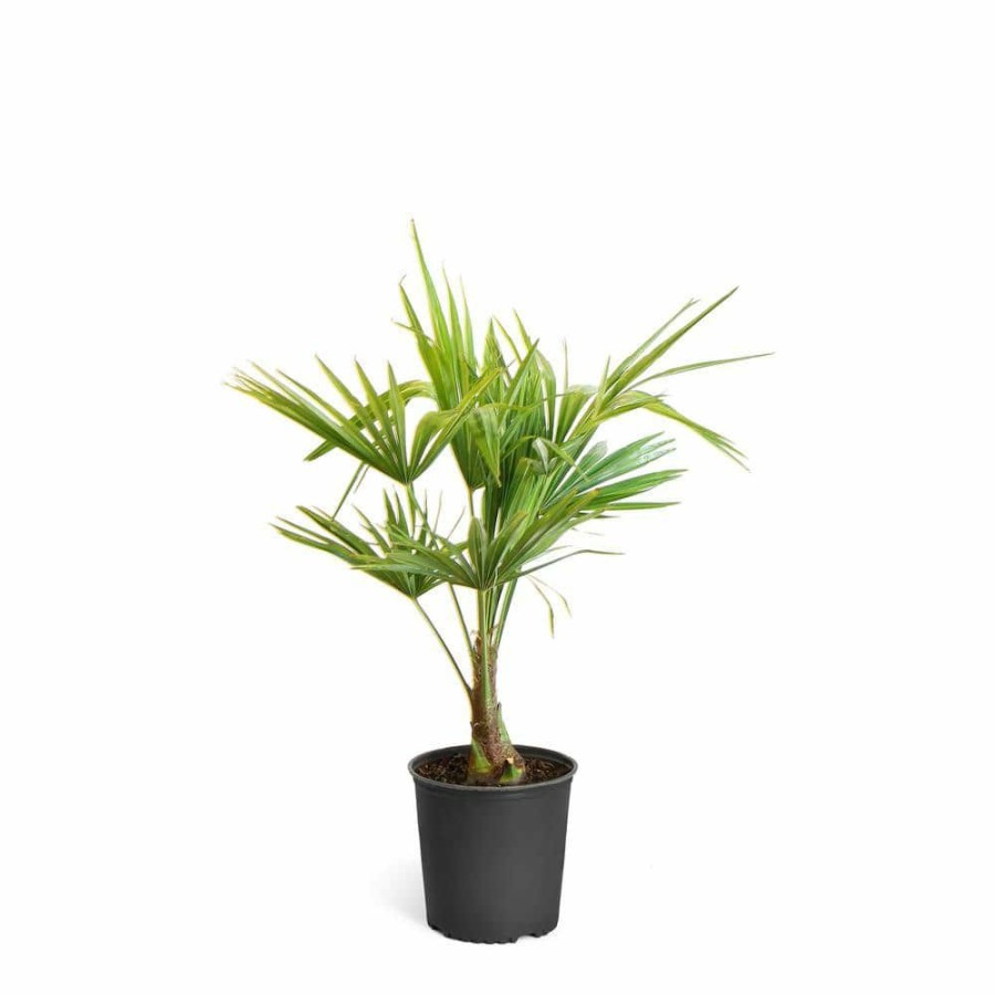 Outdoor Plants * | Discount 3 Gal. Pindo Palm Tree In Pot By Brighter Blooms