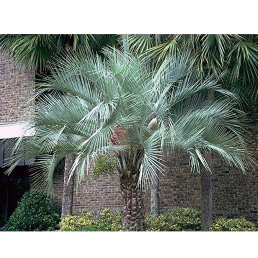 Outdoor Plants * | Discount 3 Gal. Pindo Palm Tree In Pot By Brighter Blooms