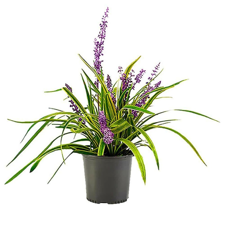 Outdoor Plants * | Hot Sale 2.5 Qt. Variegated Liriope Plant With Grass-Like Green And Creamy White Leaves By Unbranded