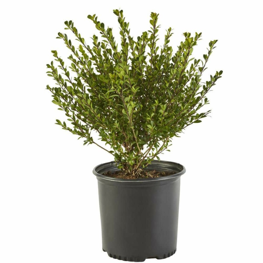 Outdoor Plants * | Top 10 2.25 Gal. Compacta Holly (Ilex) Evergreen Shrub By Unbranded