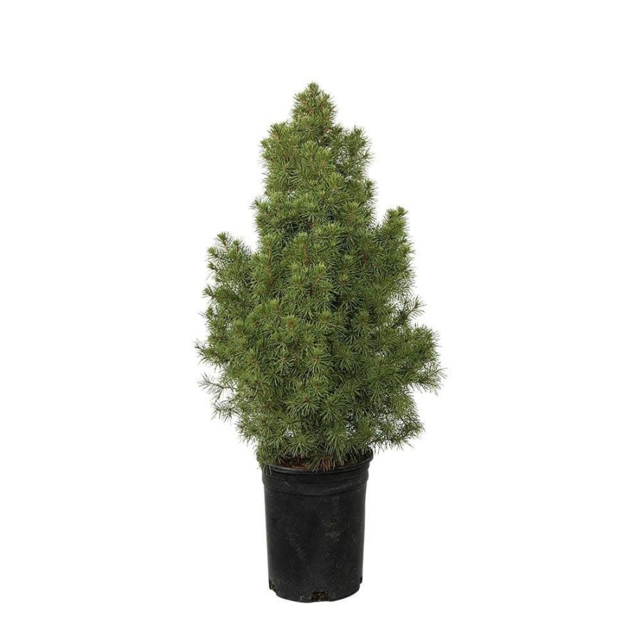 Outdoor Plants * | Deals 2.5 Qt. Dwarf Alberta Spruce, Pyramidal Evergreen Shrub/Tree By Flowerwood