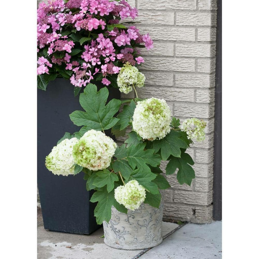 Outdoor Plants * | Deals 1 Gal. Gatsby Moon Oakleaf Hydrangea (Quercifolia) Live Shrub, White To Green Flowers By Proven Winners