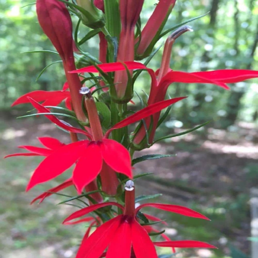 Outdoor Plants * | Outlet 4 In. Potted Cardinal Flower Bog/Marginal Aquatic Pond Plant By Unbranded