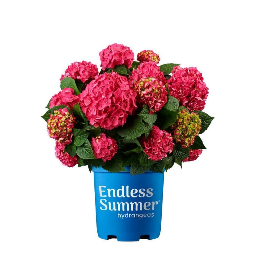 Outdoor Plants * | Discount 2 Gal. Summer Crush Hydrangea Plant With Raspberry Red Or Neon Purple Blooms By Endless Summer