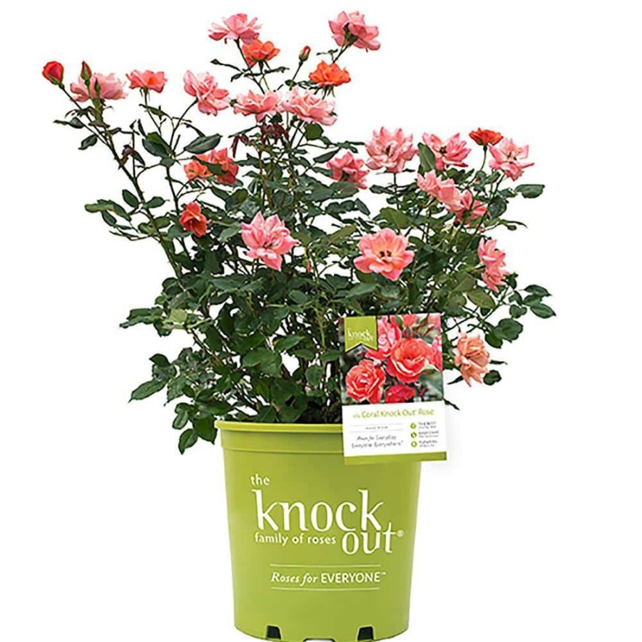 Outdoor Plants * | Best Reviews Of 3 Gal. The Coral Rose Bush With Brick Orange To Pink Flowers By Knock Out