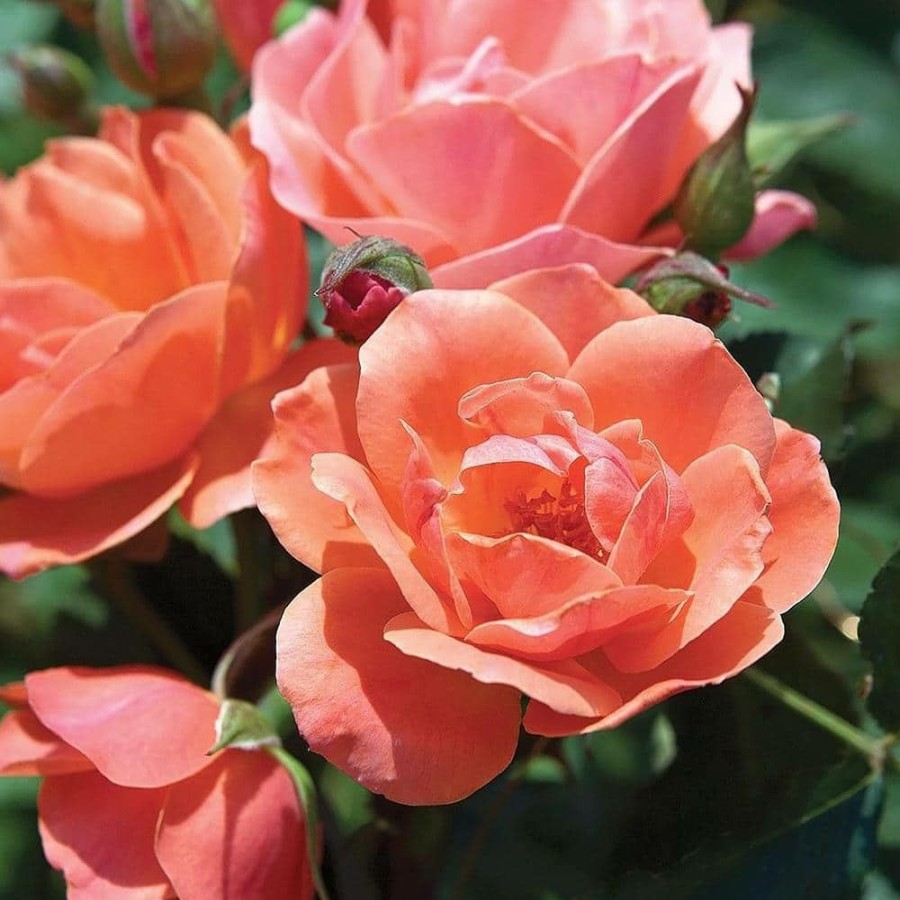 Outdoor Plants * | Best Reviews Of 3 Gal. The Coral Rose Bush With Brick Orange To Pink Flowers By Knock Out