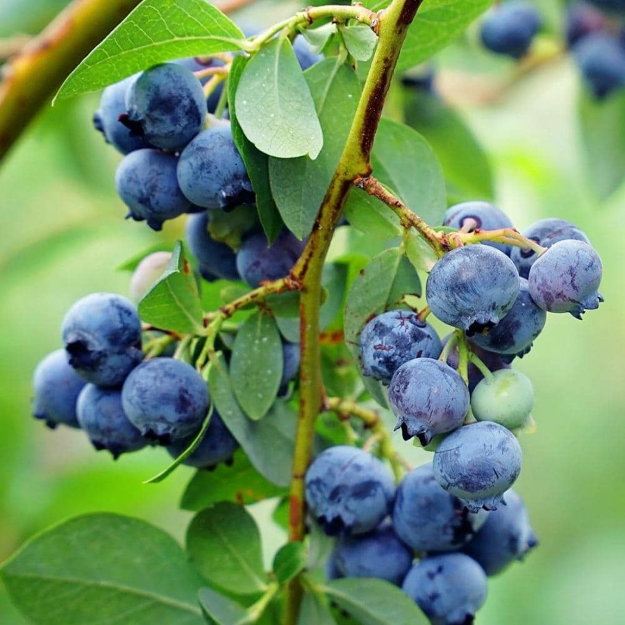 Outdoor Plants * | Buy #1 Pot Austin Rabbiteye Blueberry Fruit-Bearing Plant By Unbranded