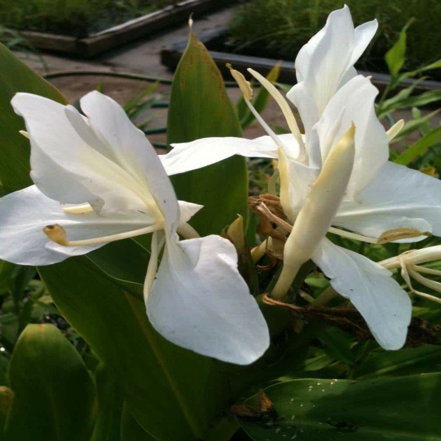 Outdoor Plants * | Coupon 4 In. Butterfly Ginger Potted Bog/Marginal Pond Plant By Unbranded