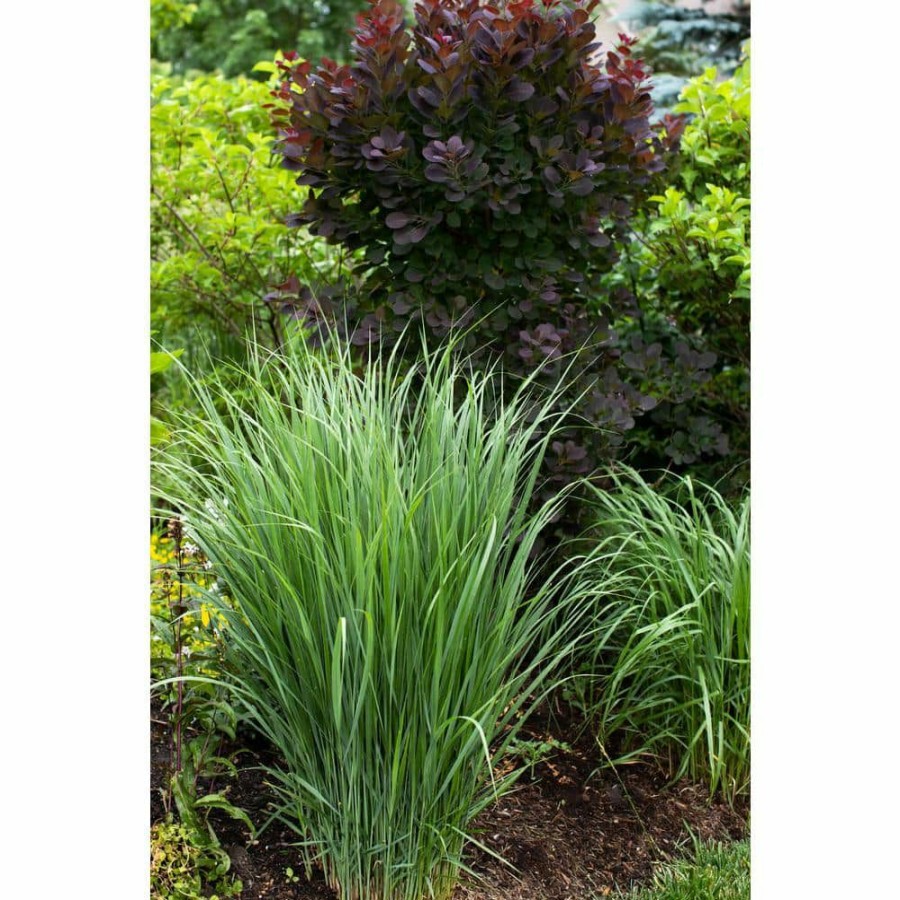 Outdoor Plants * | Cheapest 1 Gal. Prairie Dog Switch Grass (Panicum Virgatum) Live Ornamental Grass Plant By Bell Nursery