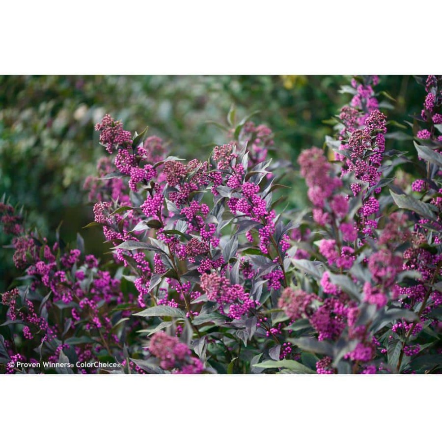 Outdoor Plants * | Promo 1 Gal. Pearl Glam Beautyberry Bush (Callicarpa) Live Shrub, Dark Purple Foliage And Violet-Purple Berries By Proven Winners