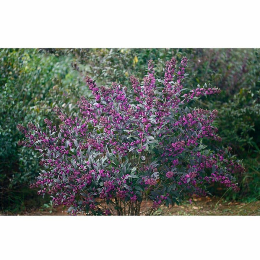 Outdoor Plants * | Promo 1 Gal. Pearl Glam Beautyberry Bush (Callicarpa) Live Shrub, Dark Purple Foliage And Violet-Purple Berries By Proven Winners