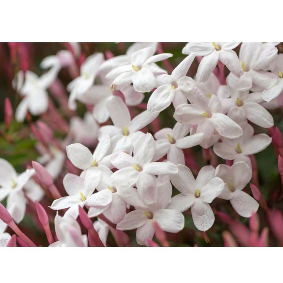 Outdoor Plants * | Best Deal 5 Gal. Pink Jasmine Evergreen Plant Vine By Alder & Oak