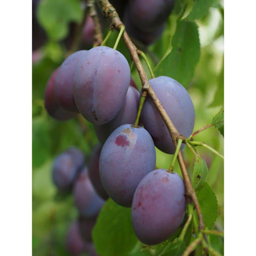 Outdoor Plants * | Best Reviews Of Dwarf Italian Plum Tree Bare Root By Online Orchards