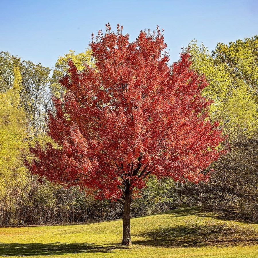 Outdoor Plants * | Best Sale 5 Gal. Red Deciduous Maple Tree By Unbranded