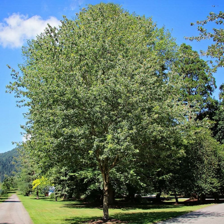 Outdoor Plants * | Best Sale 5 Gal. Red Deciduous Maple Tree By Unbranded