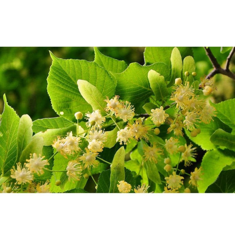 Outdoor Plants * | Cheapest Littleleaf Linden Tree Bare Root By Online Orchards