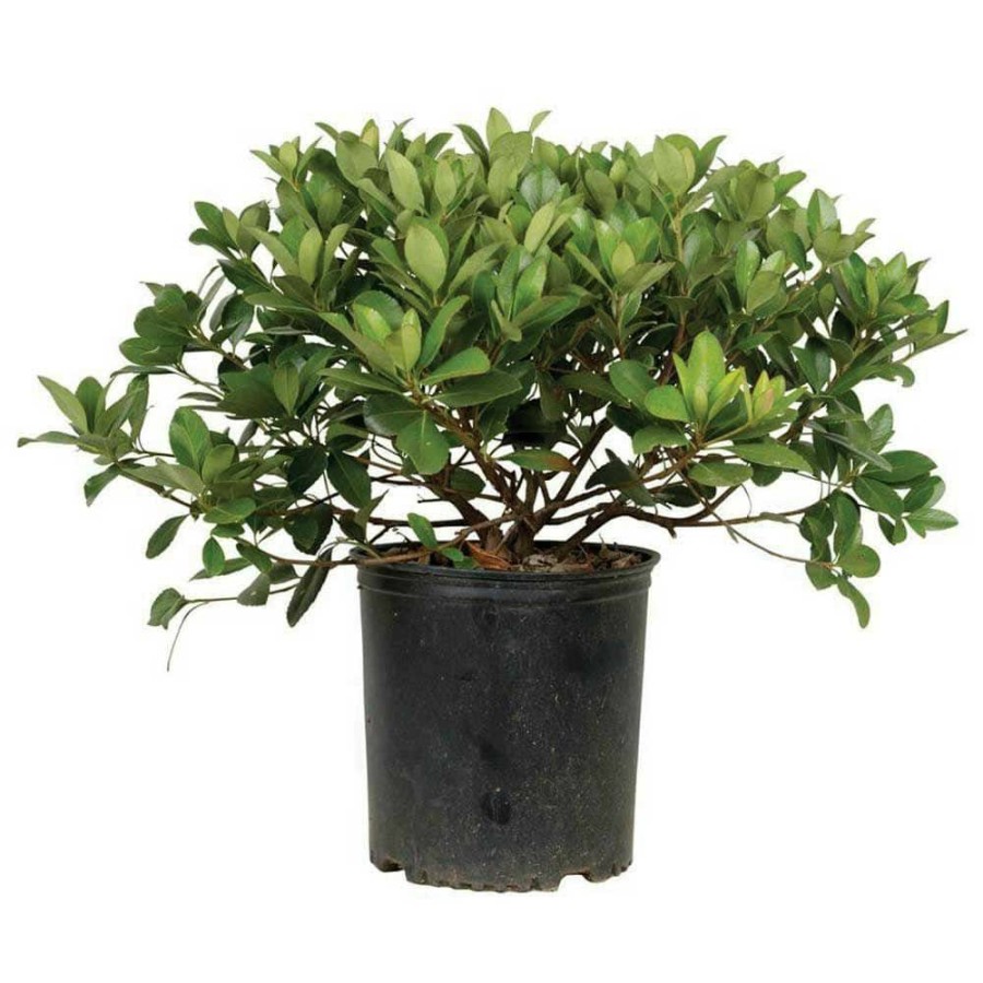 Outdoor Plants * | Cheap 2.5 Gal Snow White Indian Hawthorn, Live Evergreen Shrub, White Blooms By Flowerwood