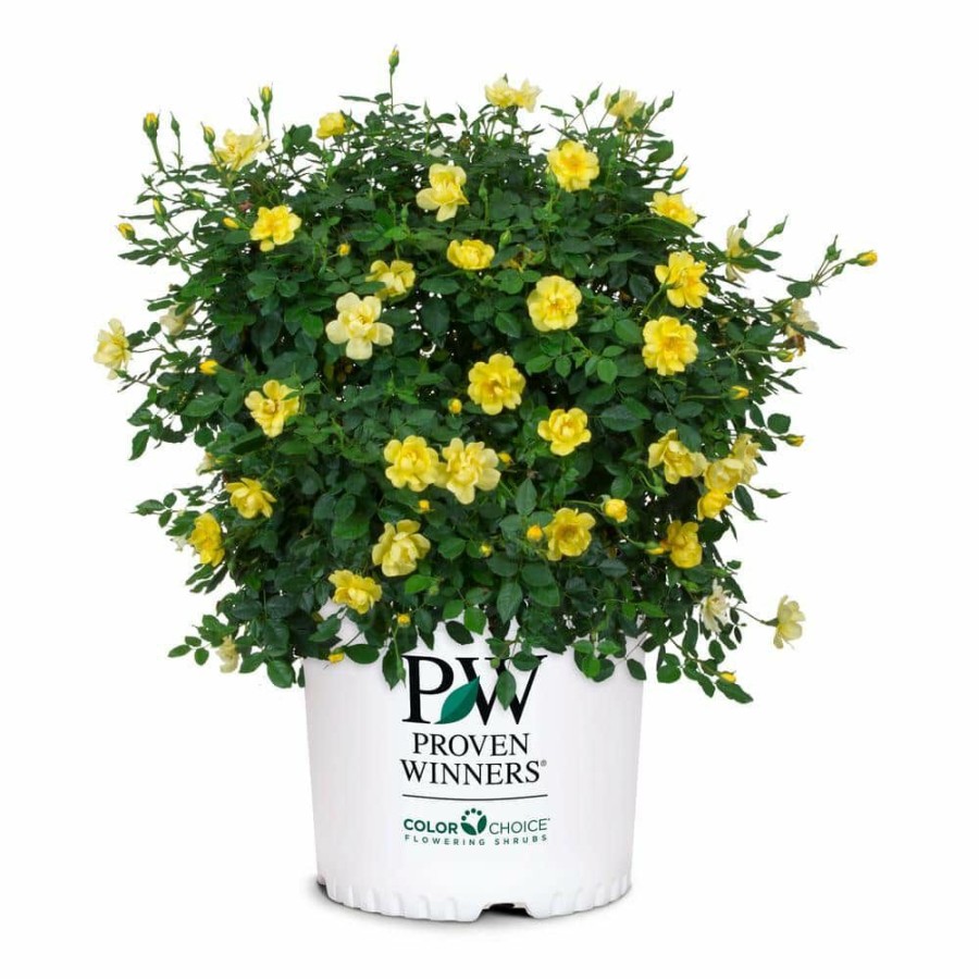 Outdoor Plants * | Deals 2 Gal. Oso Easy Lemon Zest Rose Plant With Sunny, Canary Yellow Flowers By Proven Winners