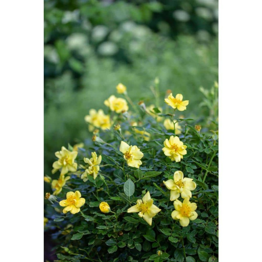 Outdoor Plants * | Deals 2 Gal. Oso Easy Lemon Zest Rose Plant With Sunny, Canary Yellow Flowers By Proven Winners